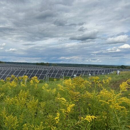 20240829 Van Epps + Goldenrod2